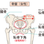 日本人特有の内股歩きが坐骨を開かせる
