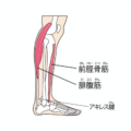 脛の筋肉、「前脛骨筋」が隠れた美脚筋と呼ばれるゆえん