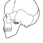 顔の面積を考えると頭蓋骨から顔を変える方が効率的