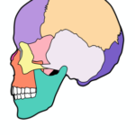 「頭蓋骨」の歪み矯正が、「骨盤」の歪みを正す。