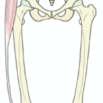 大腿筋膜張筋の張りが脚の骨を外に引っ張り出す